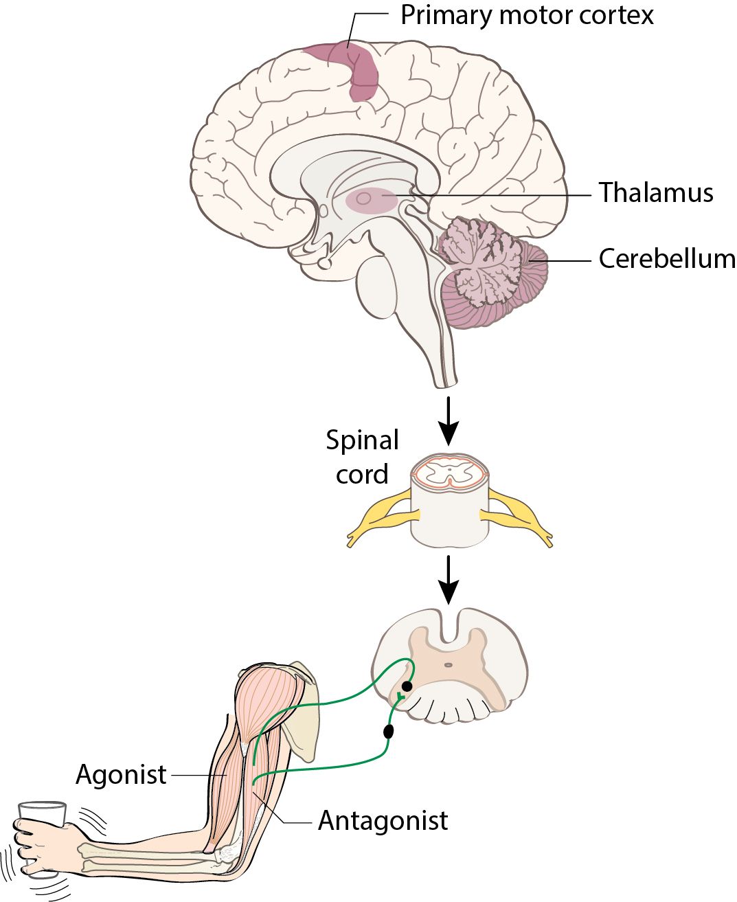 Diagram of a motor circuit linking primary motor cortex, thalamus and cerebellum through the spinal cord to agonist and antagonist arm muscles.